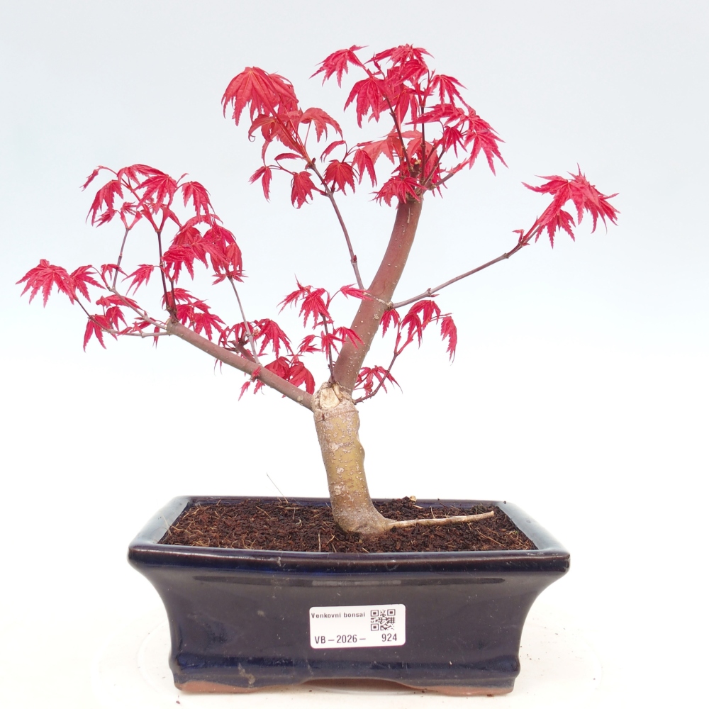 Bonsai voor buiten - Acer palmatum DESHOJO