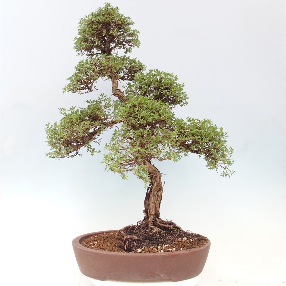 Bonsai voor buiten - Potentila fruticosa