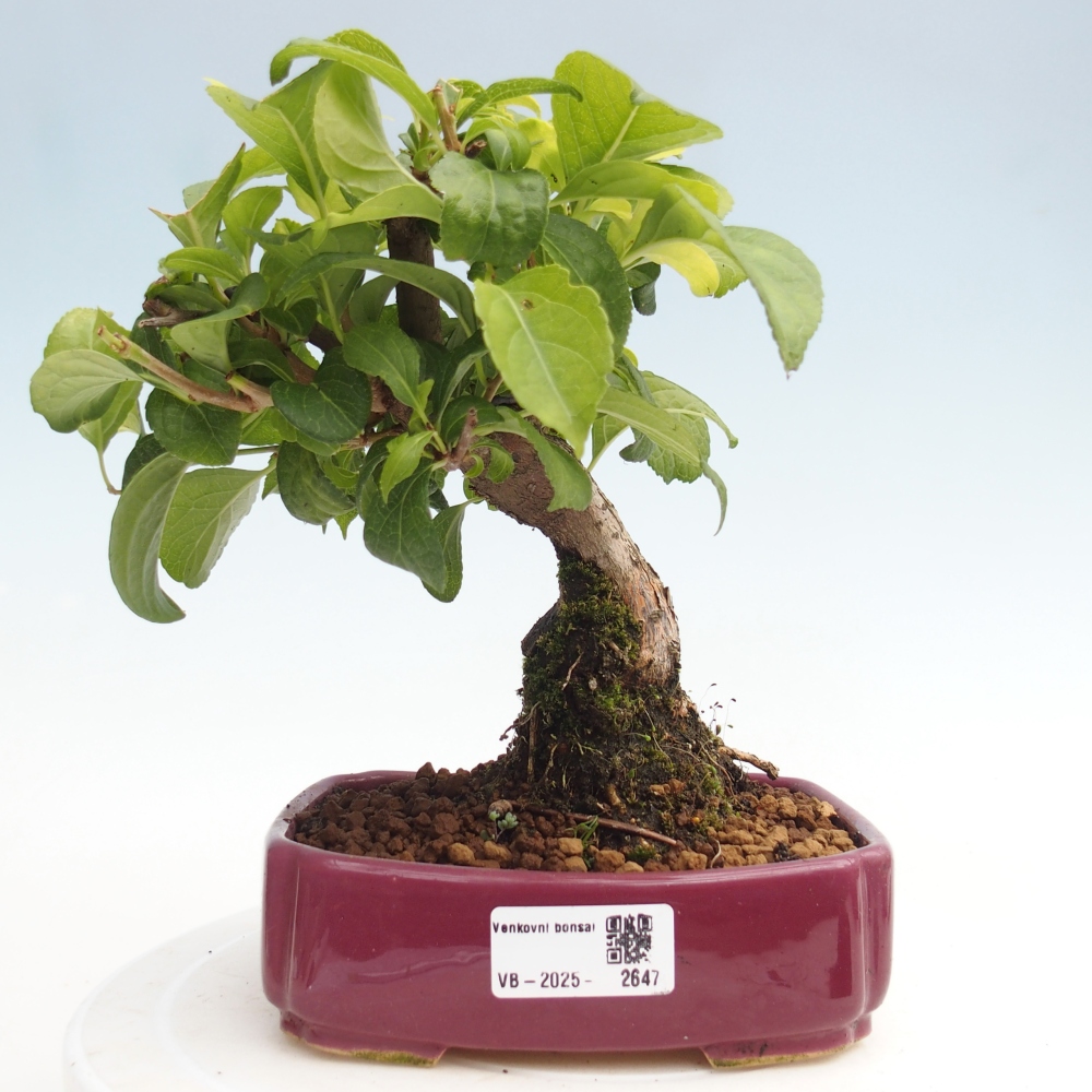 Bonsai voor buiten - Celastrus orbiculatus