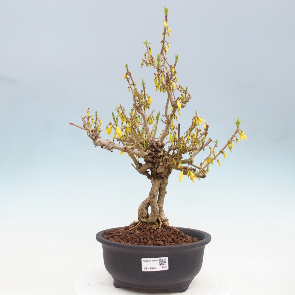 Bonsai voor buiten - Zlatice - Forsythia koreana