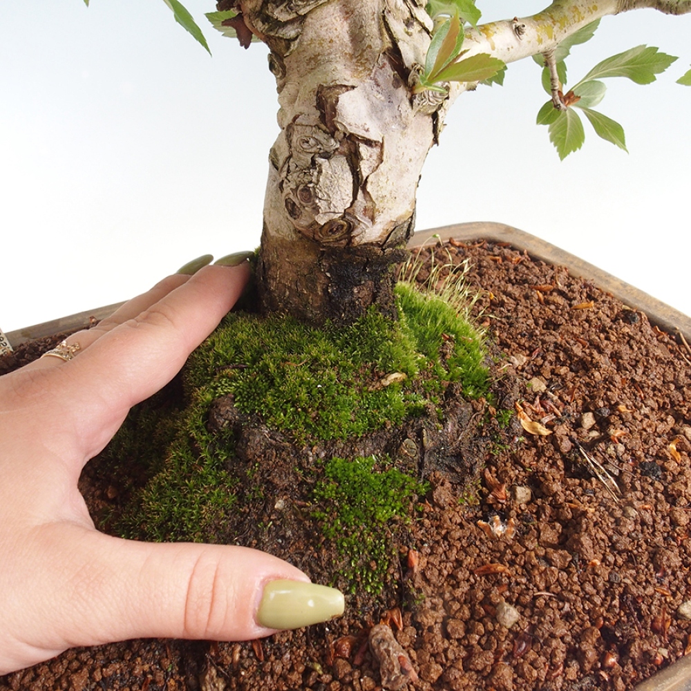 Bonsai voor buiten - Meidoorn - Crataegus cuneata