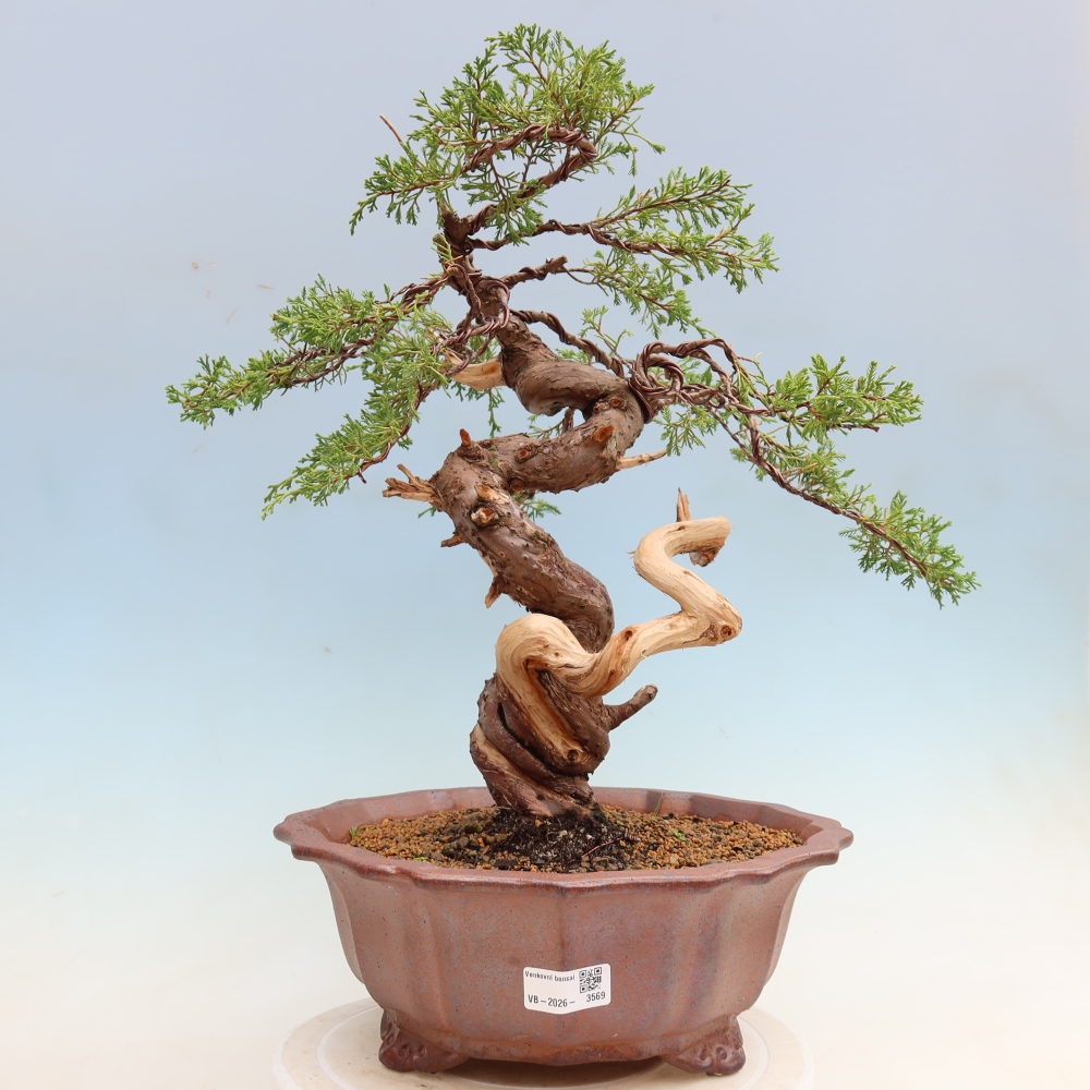 Bonsai voor buiten - Juniperus chinensis Itoigawa-Juniperus chinensis