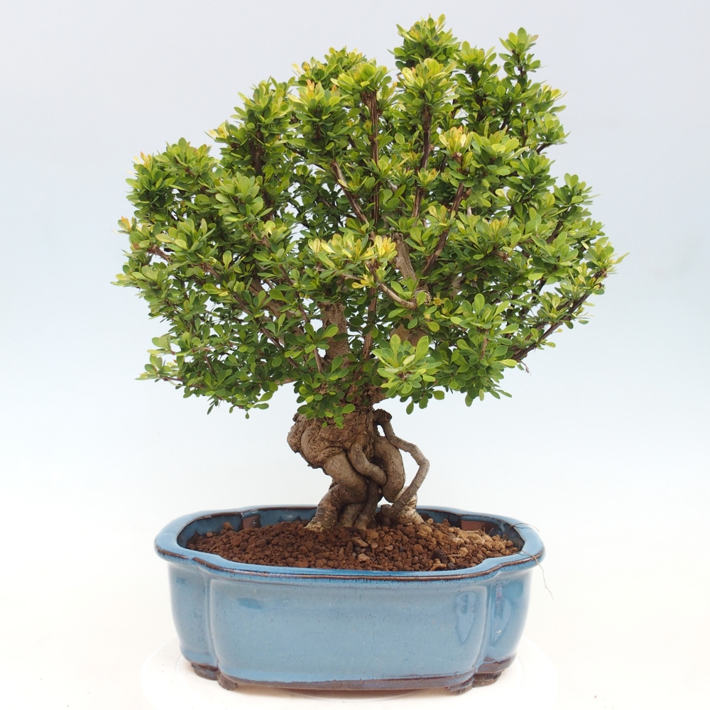 Bonsai voor buiten - Berberis coreana