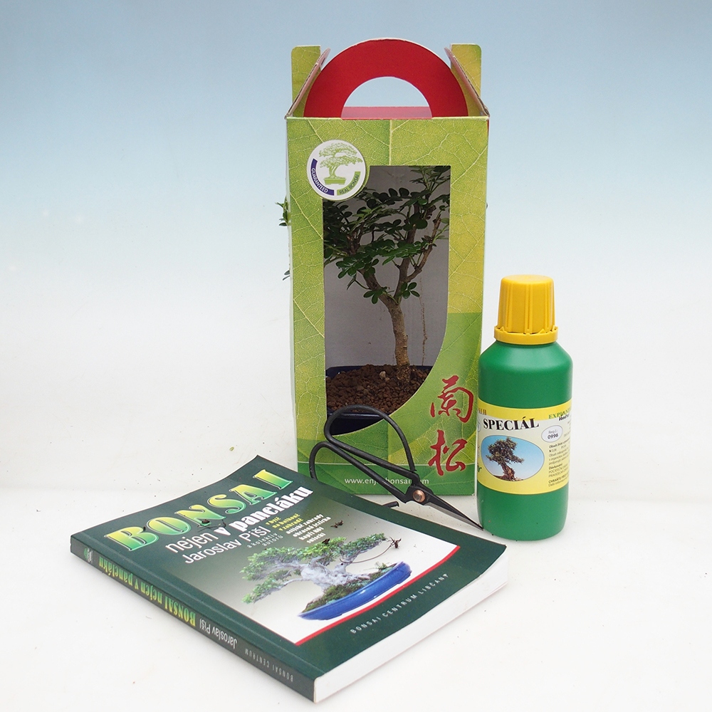 Kamerbonsai in geschenkverpakking Zantoxylum piperitum - Peperboom