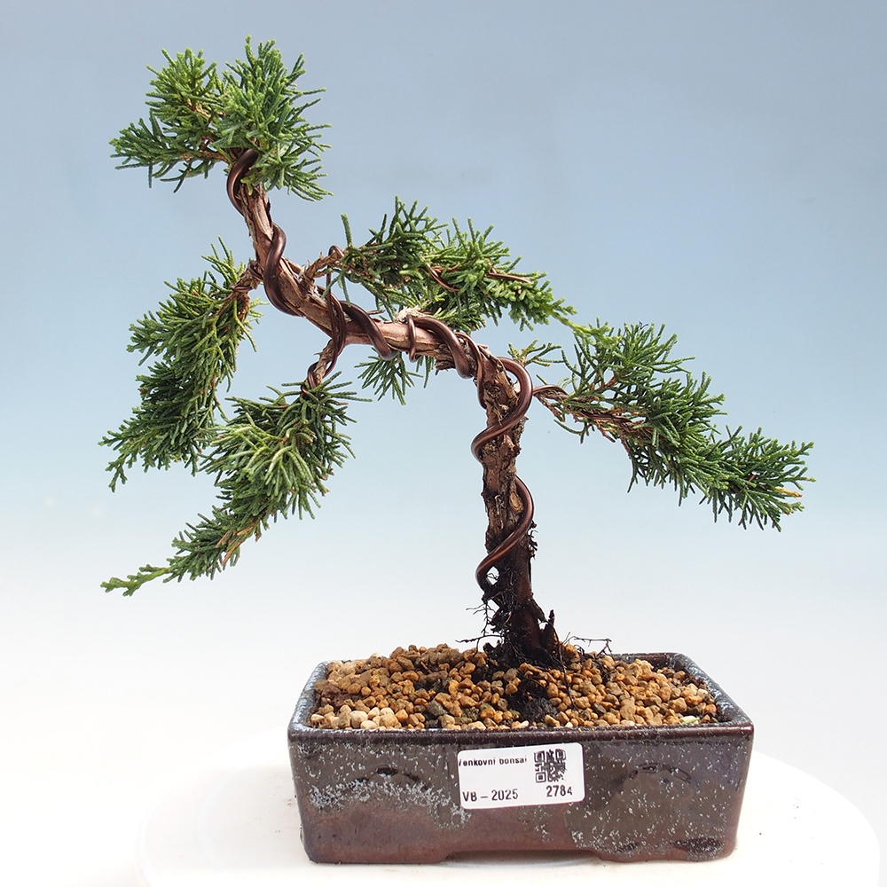 Bonsai voor buiten - Juniperus chinensis Kishu