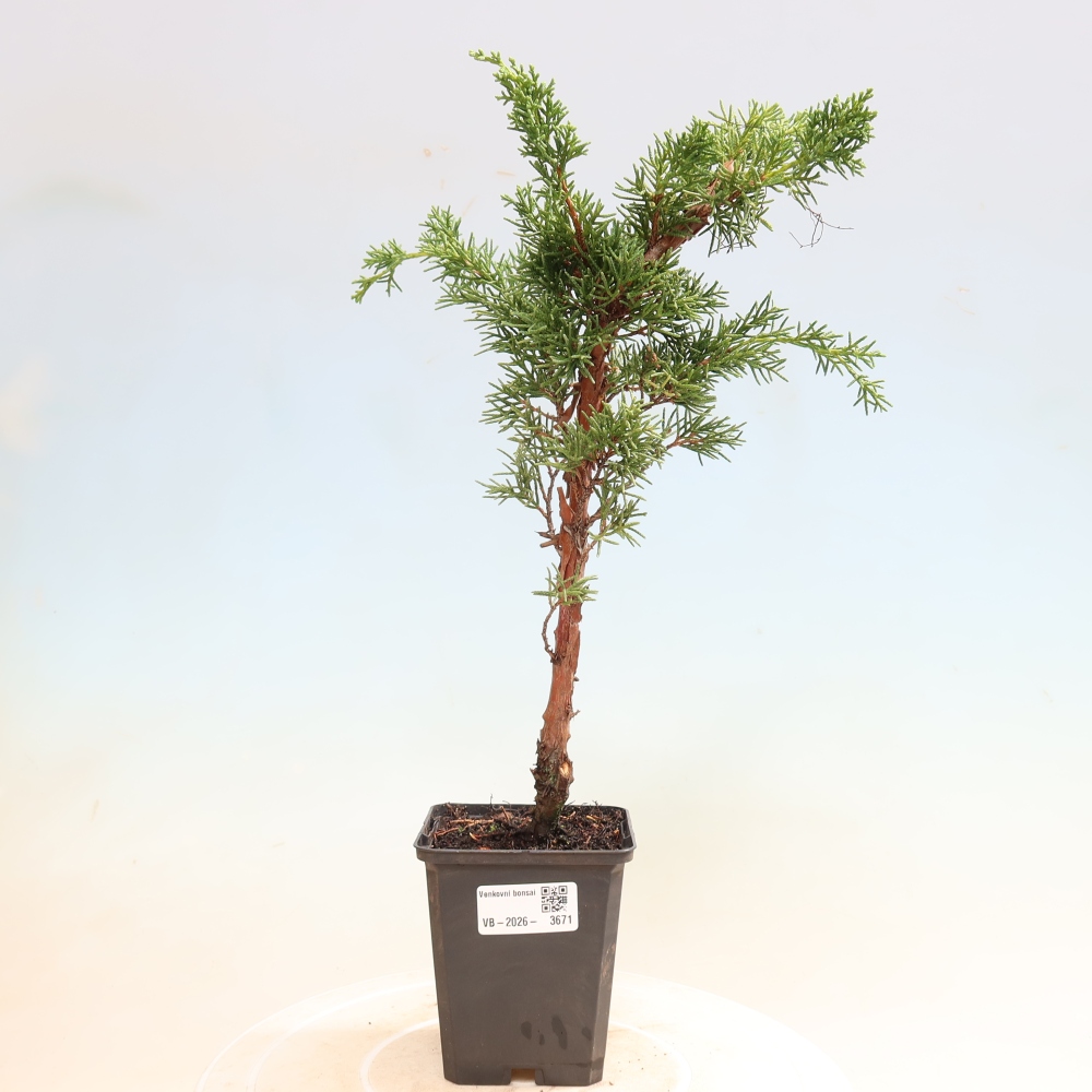 Bonsai voor buiten - Juniperus chinensis Kishu
