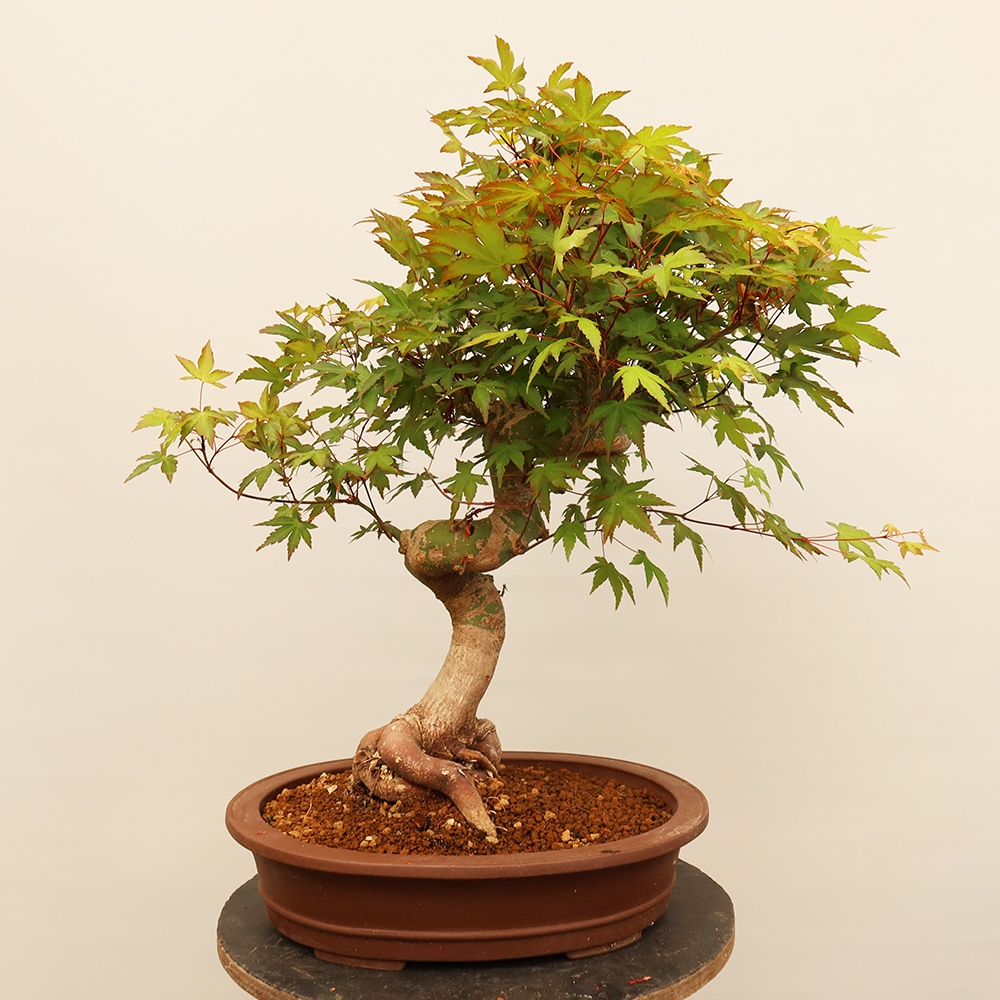 Bonsai voor buiten - Esdoorn palmatum - Palmen