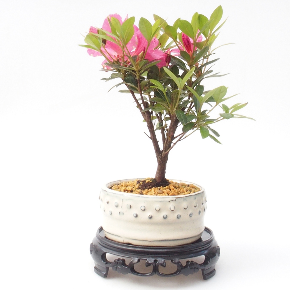 Kunststof bonsai tafel rond 14,5 x 14,5 x 4 cm, kleur zwart
