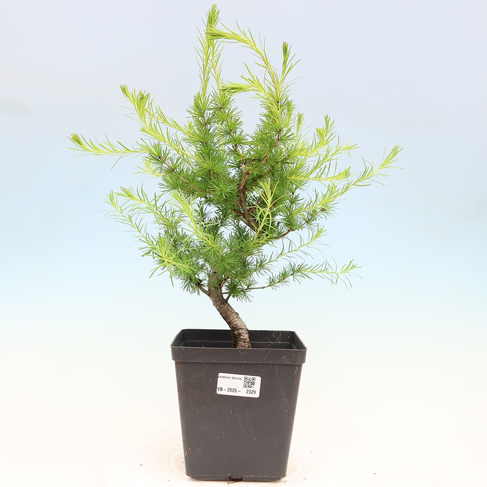Bonsai voor buiten -Larix decidua - Lariks