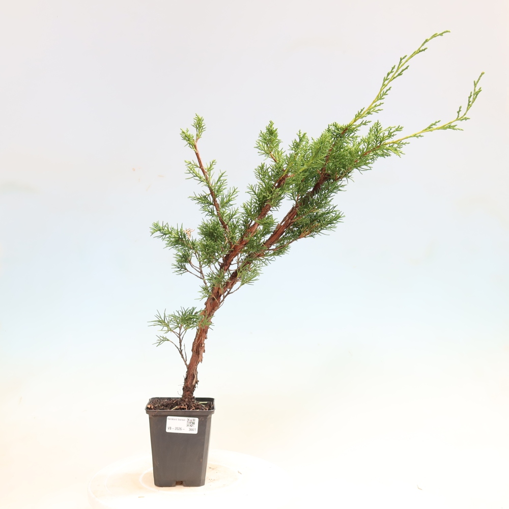 Bonsai voor buiten - Juniperus chinensis Kishu