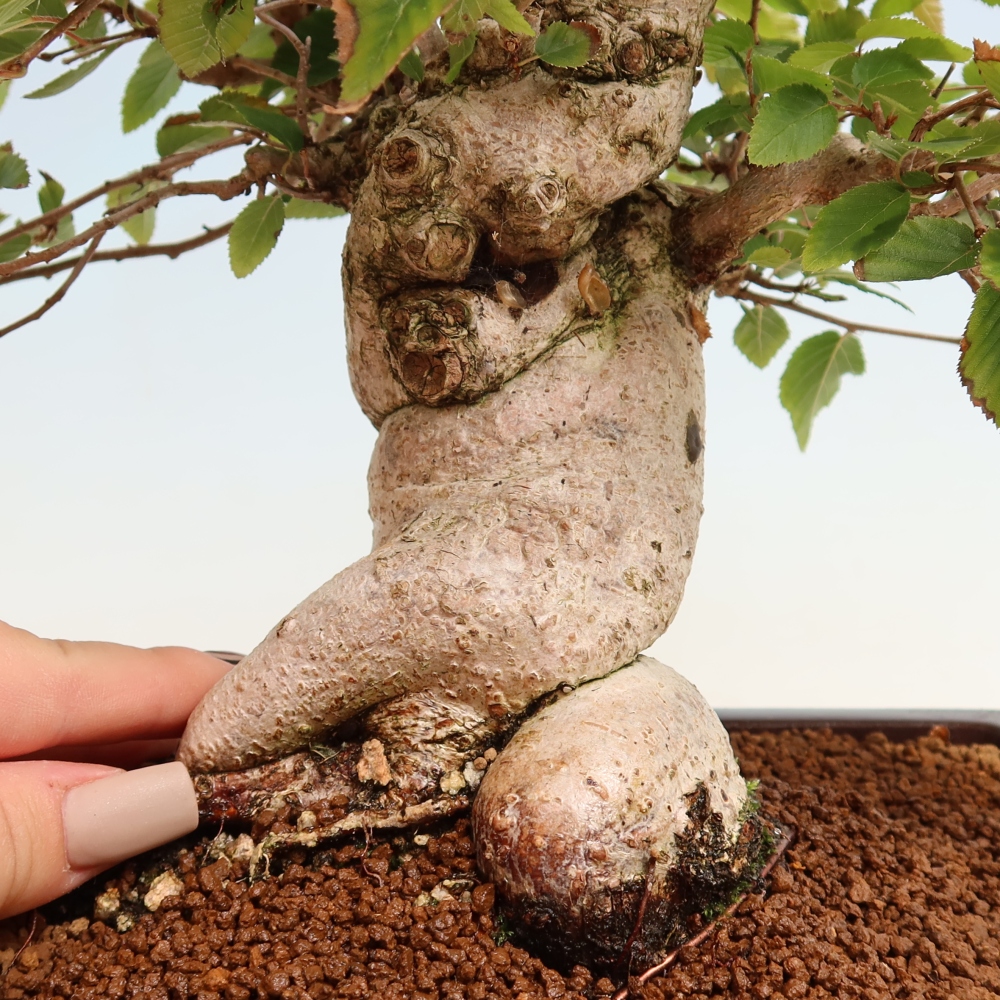 Bonsai voor buiten -Carpinus CARPINOIDES - Koreaanse haagbeuk
