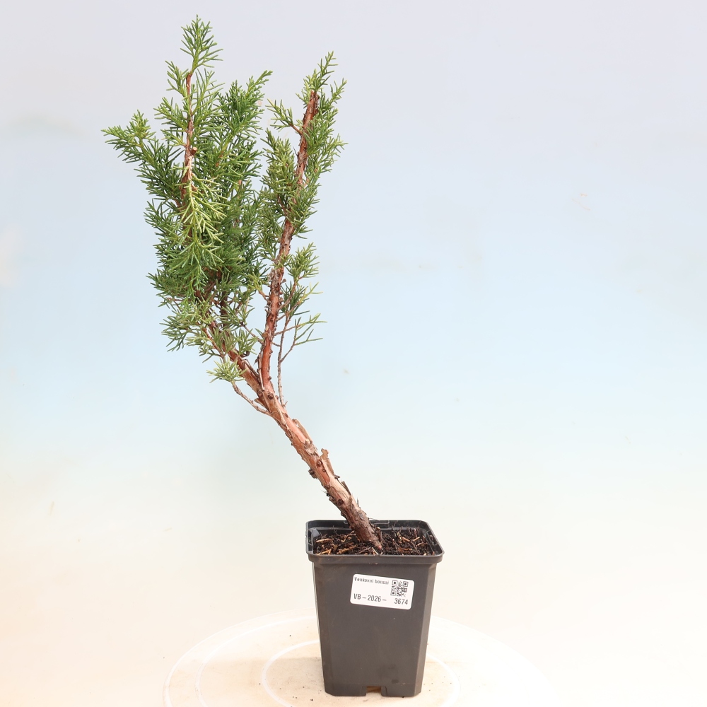 Bonsai voor buiten - Juniperus chinensis Kishu