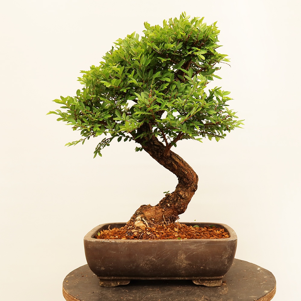 Bonsai voor buiten - Zelkova - Zelkova NIRE
