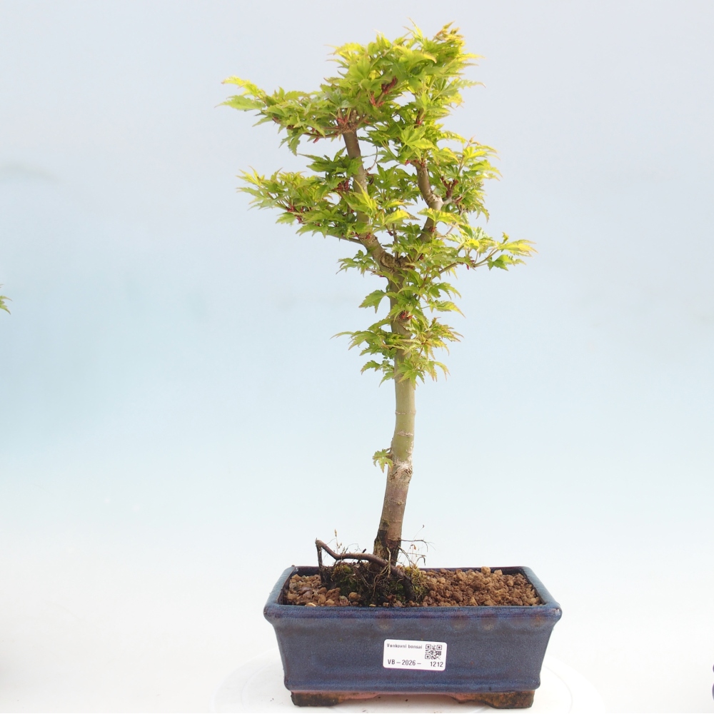 Bonsai voor buiten -Javor palm Acer palmatum Shishigashira