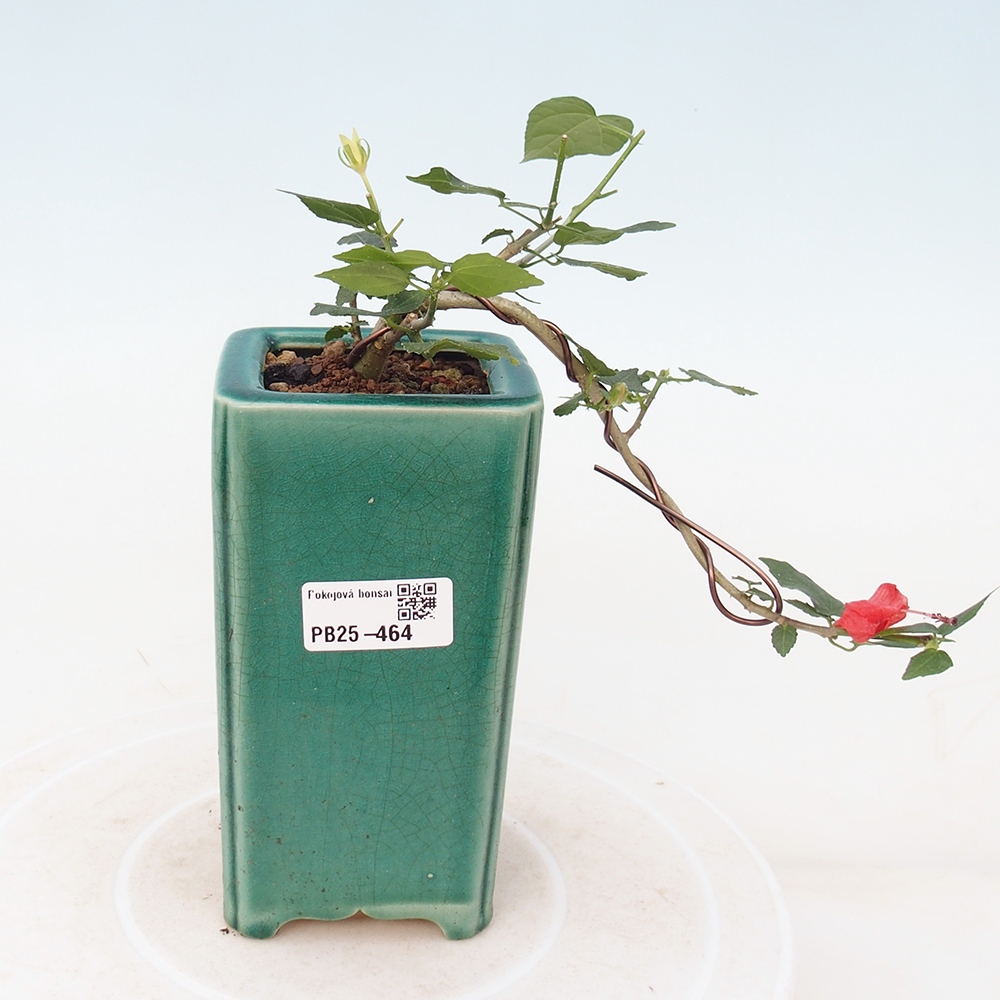 Bonsai voor binnen - Malvaviscus arboreus