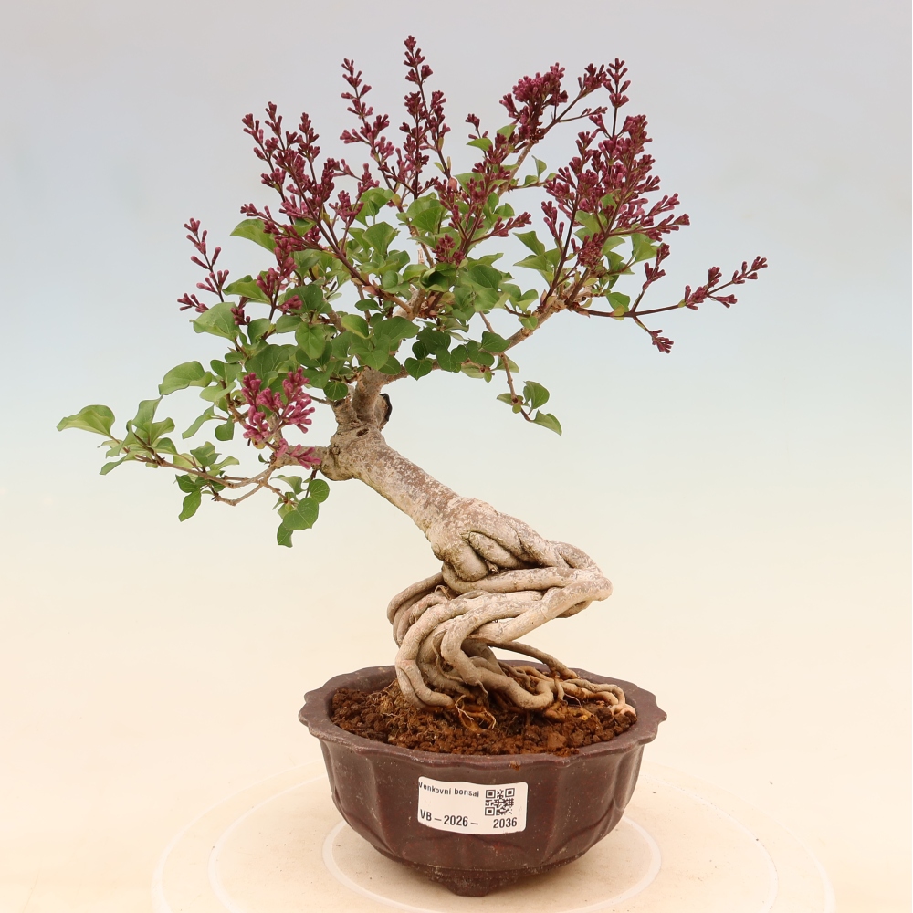 Bonsai voor buiten - Syringa microphylla - kleinbloemige sering