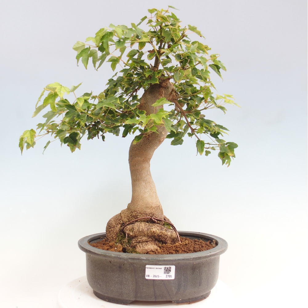 Bonsai voor buiten - Acer Buergerianum - Burgeresdoorn