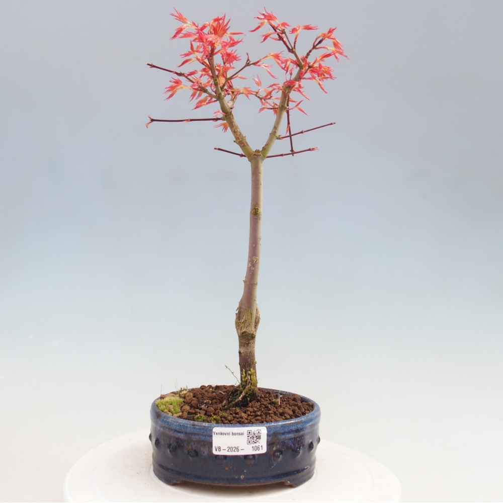Noorse esdoorn - Acer palmatum Beni Tsukasa