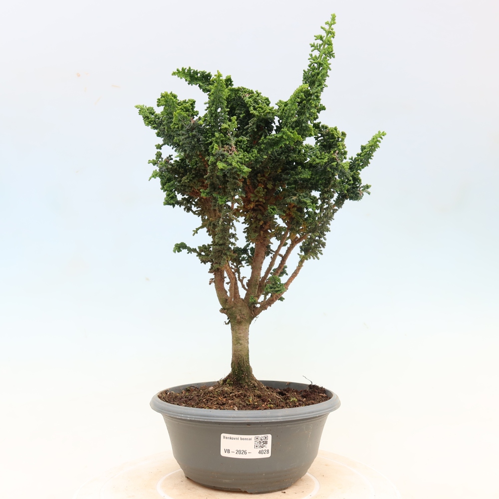 Bonsai voor buiten - Cham. obtusa SEKKA HINOKI - Cipres