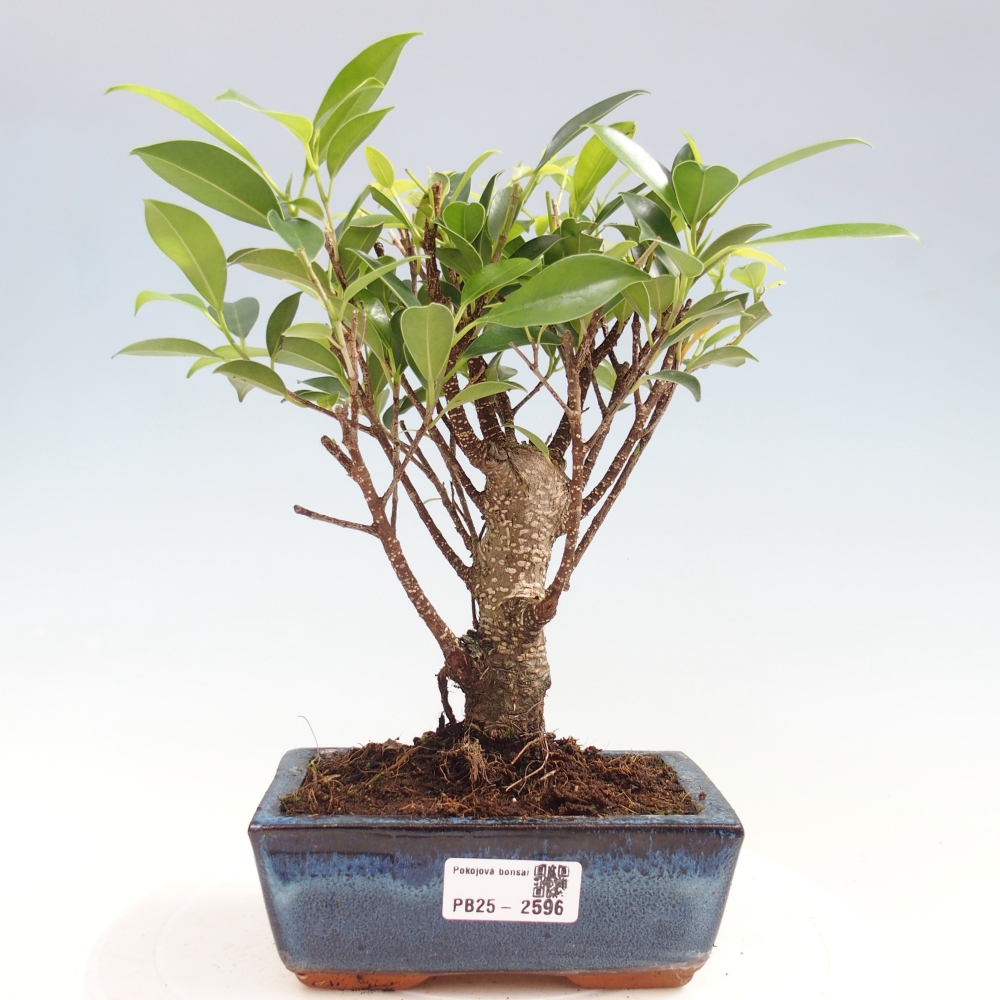 Kamerbonsai - Ficus retusa - kleinbladige ficus