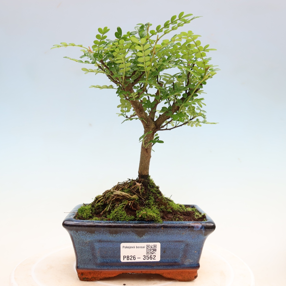 Kamerbonsai - Zantoxylum piperitum - peperboom