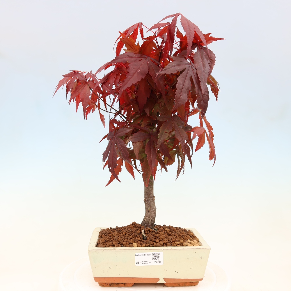 Bonsai voor buiten - Acer palm. Atropurpureum-Javorpalm