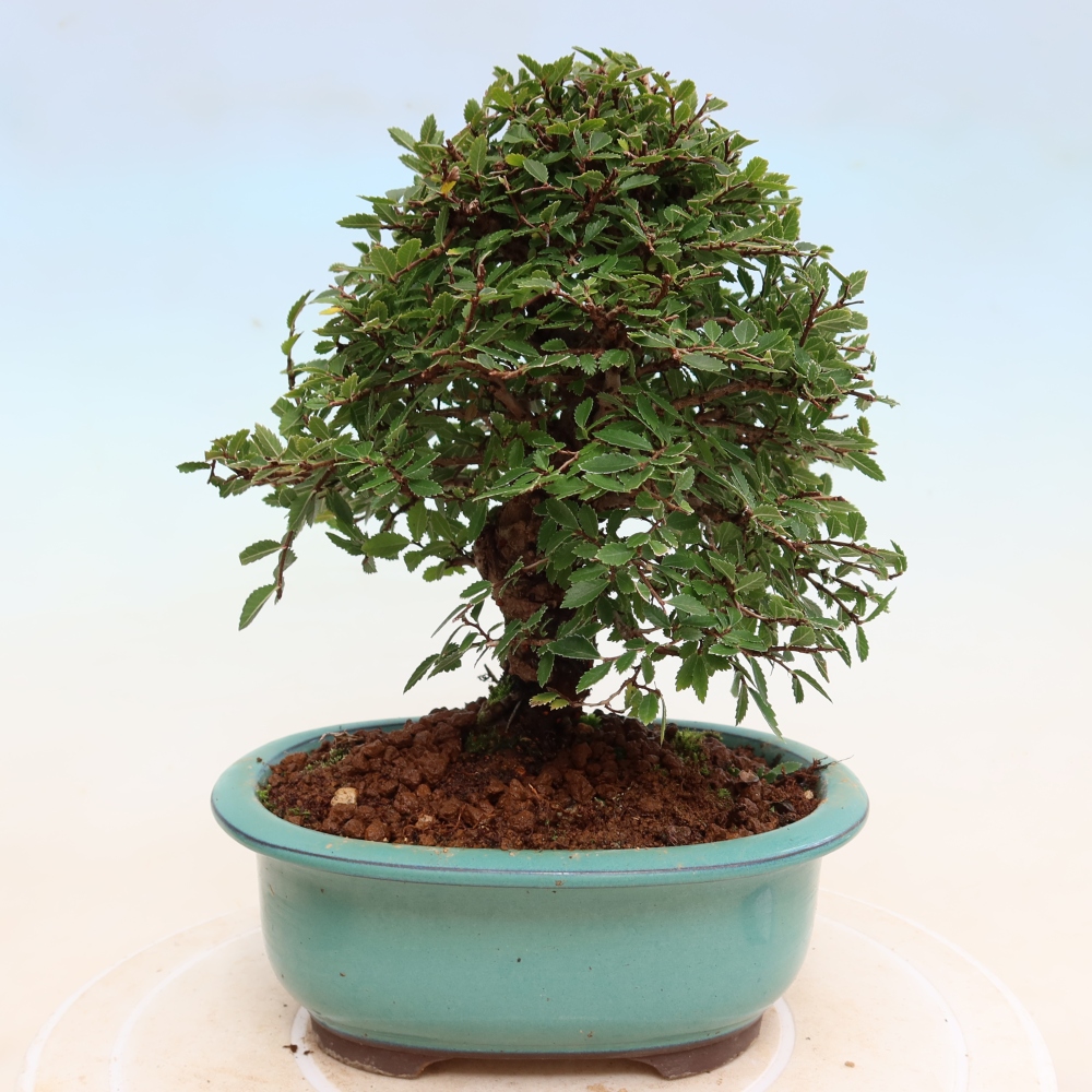 Bonsai voor buiten - Zelkova - Zelkova NIRE