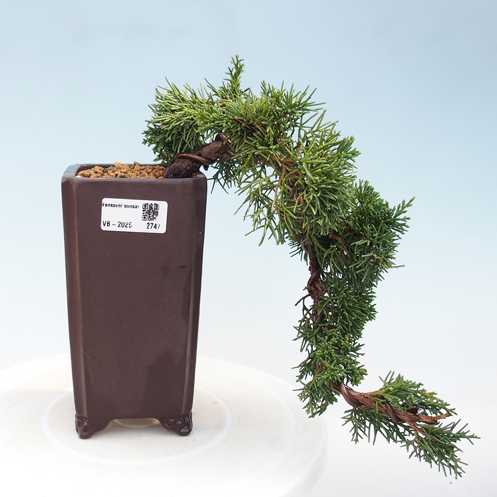 Bonsai voor buiten - Juniperus chinensis Kishu