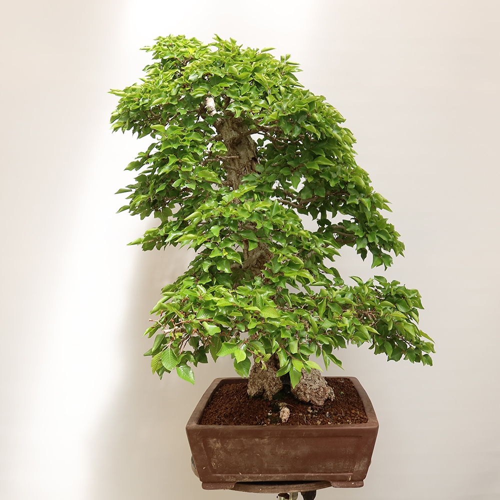 Bonsai voor buiten -Carpinus Coreana - Koreaanse haagbeuk