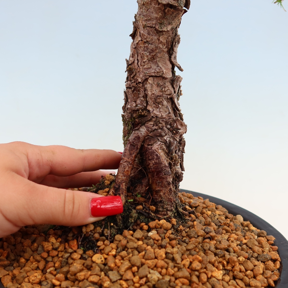 Bonsai voor buiten -Larix decidua - Lariks