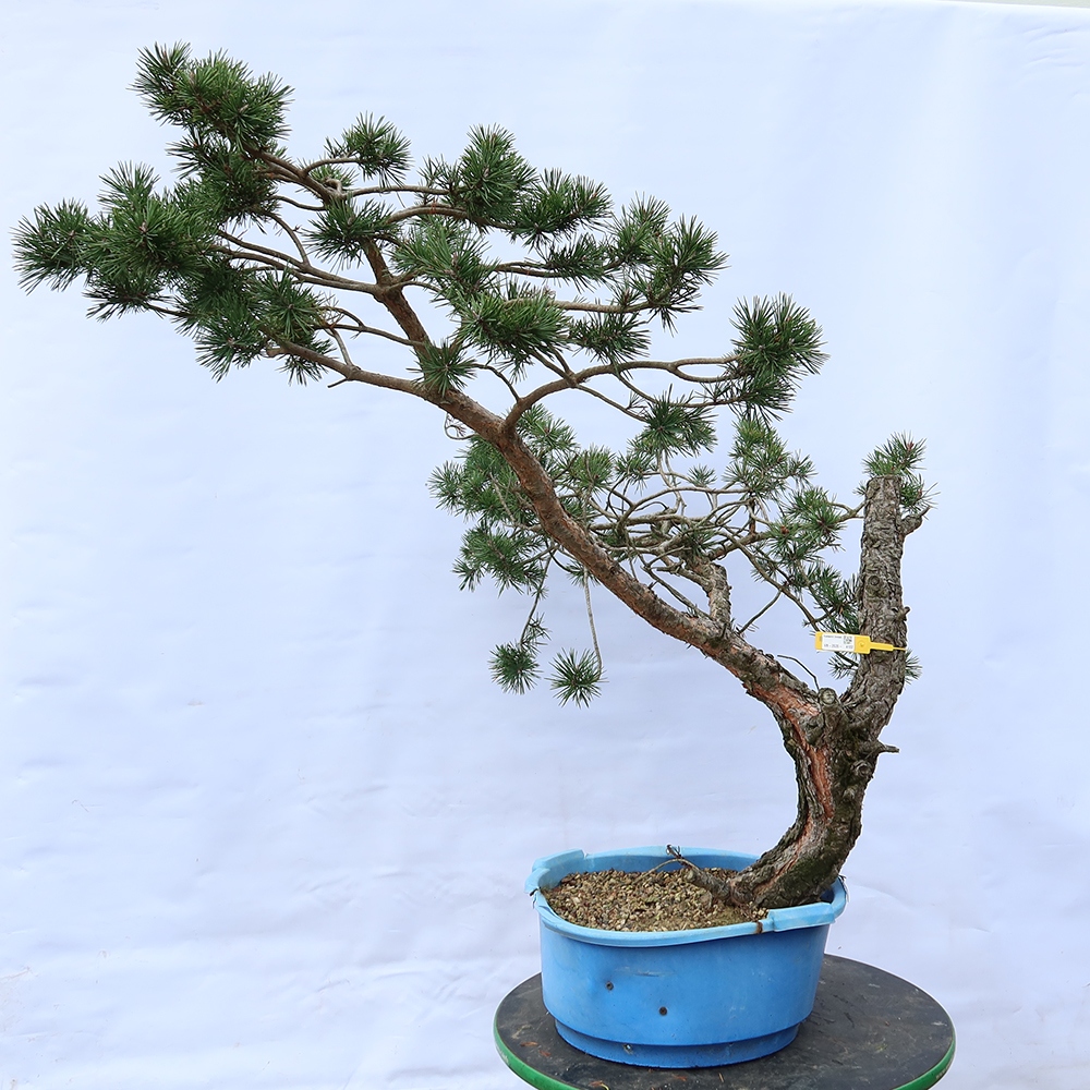 Pinus sylvestris Spanje - grove den