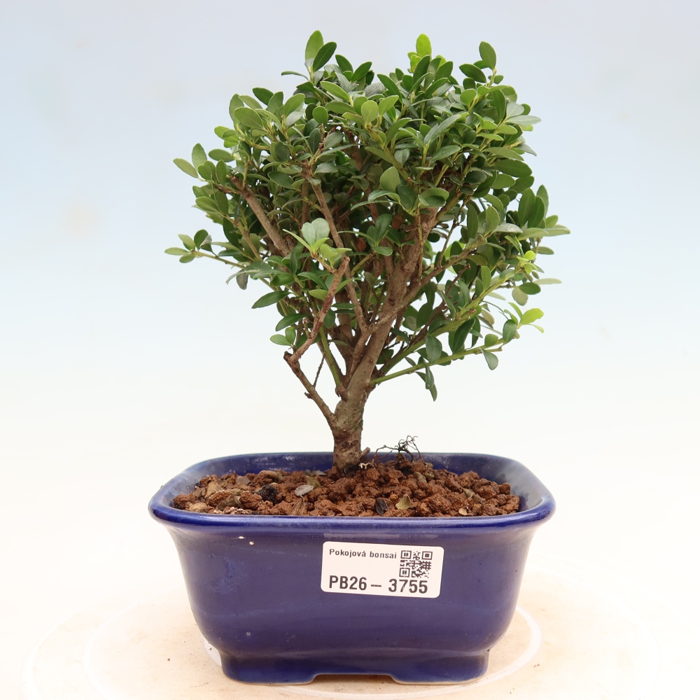 Kamerbonsai - Ilex crenata - Hulst