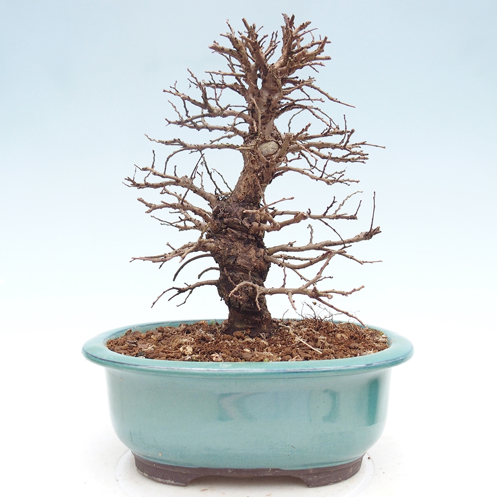 Bonsai voor buiten - Zelkova - Zelkova NIRE