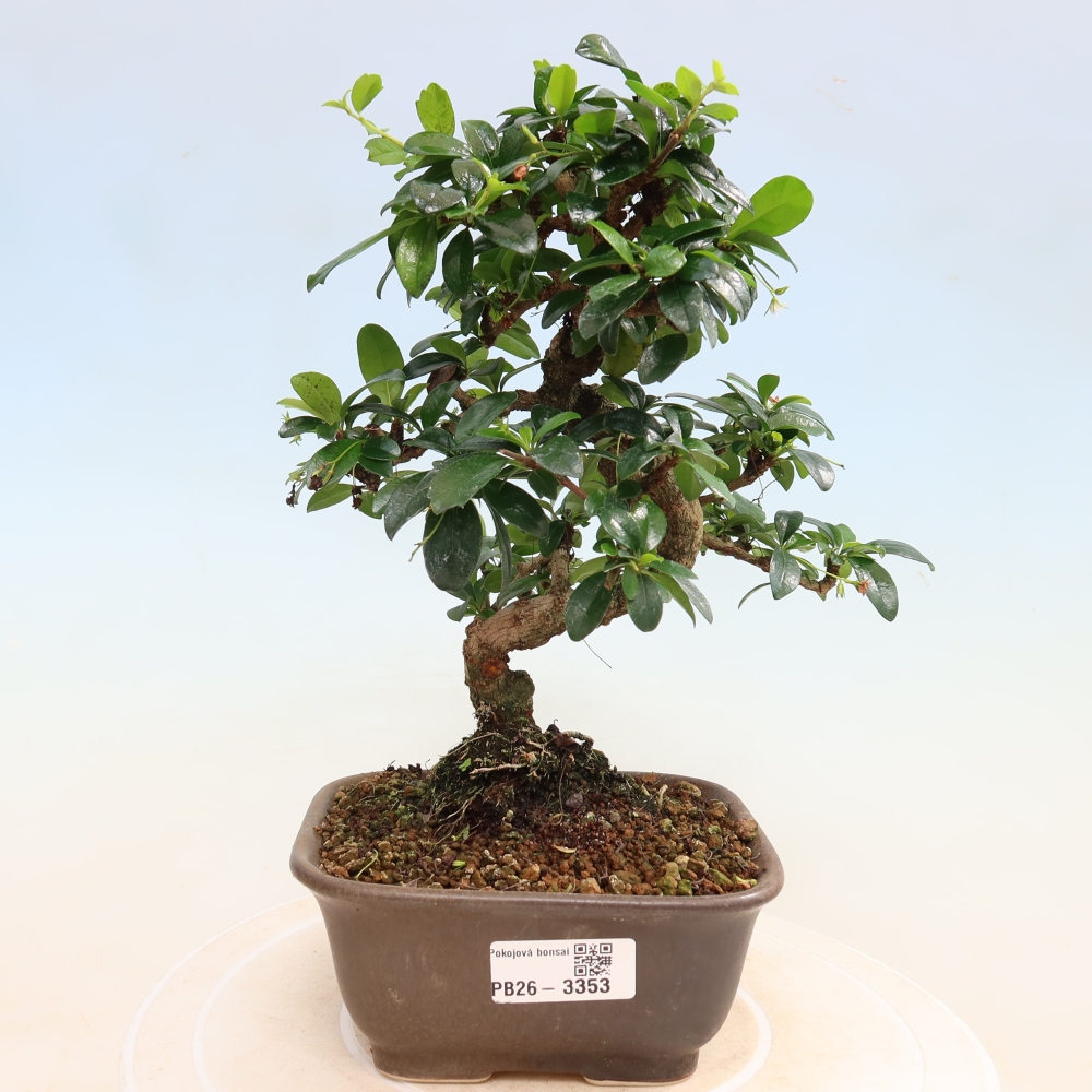 Kamerbonsai - Carmona macrophylla - Thee fuki