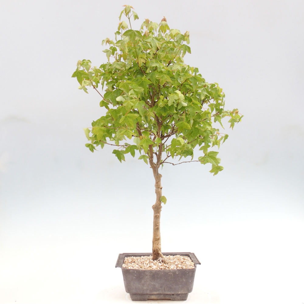 Bonsai voor buiten - Acer Buergerianum - Burgeresdoorn