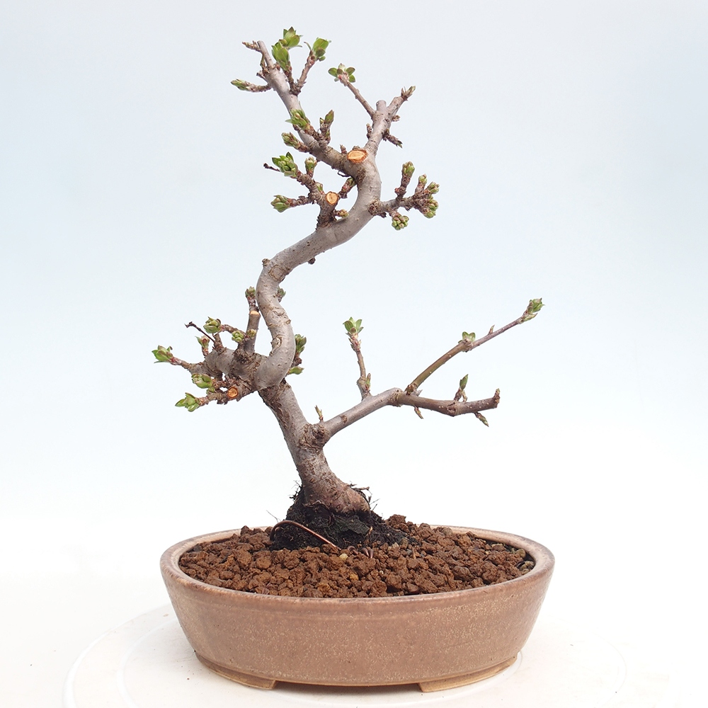 Bonsai voor buiten - Malus sargentii - Appelboom met kleine vruchten