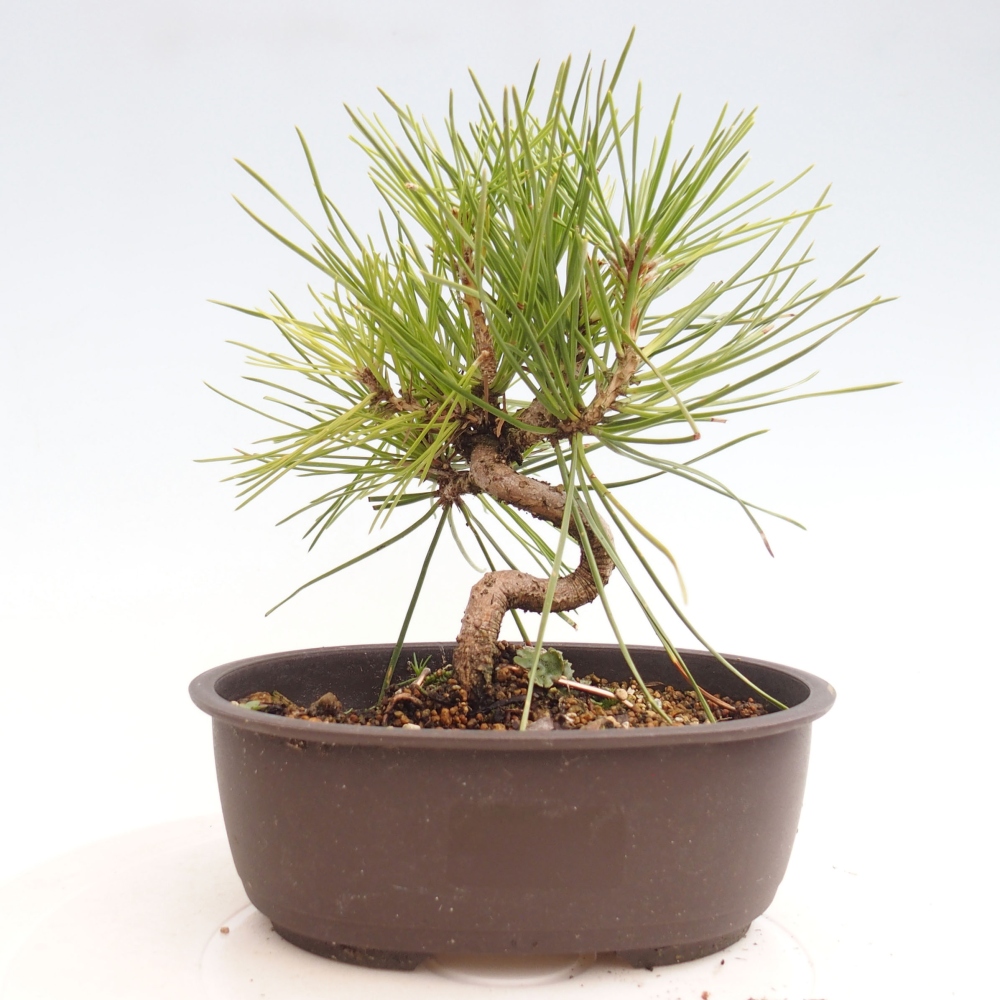Bonsai voor buiten - Pinus thunbergii - Thunberg den