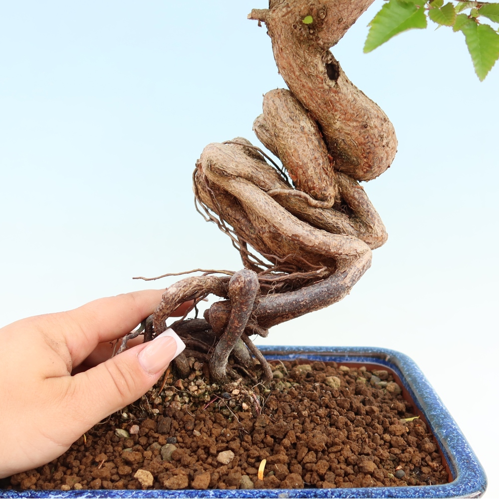 Bonsai voor buiten -Carpinus Coreana - Koreaanse haagbeuk