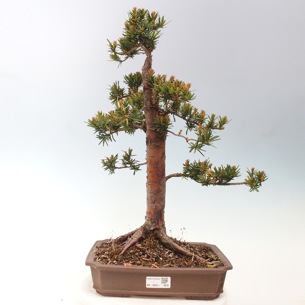 Bonsai voor buiten - Taxus cuspidata - Japanse Taxus