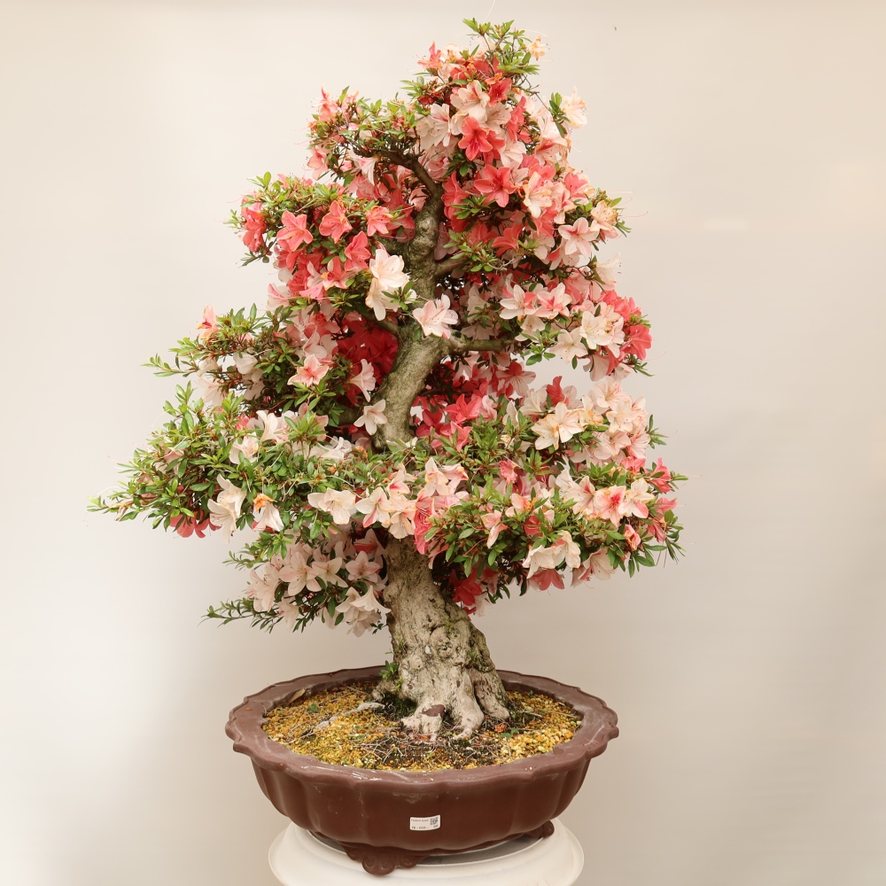 Bonsai voor buiten - Japanse azalea - Azalea Kinu-no-Hikari