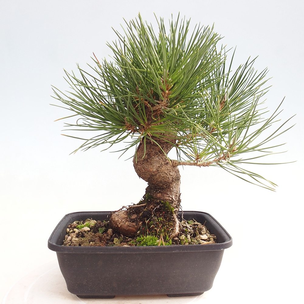 Bonsai voor buiten - Pinus thunbergii - Thunberg den