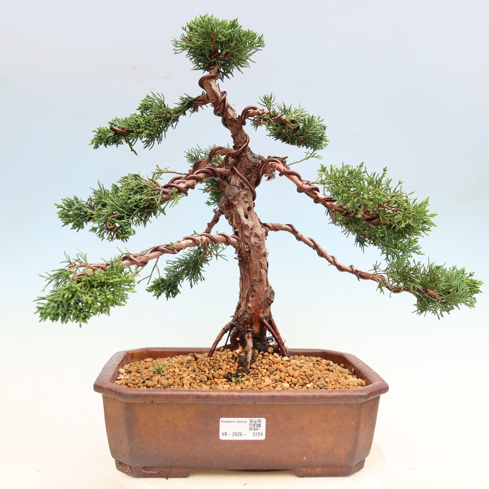Bonsai voor buiten - Juniperus chinensis Kishu