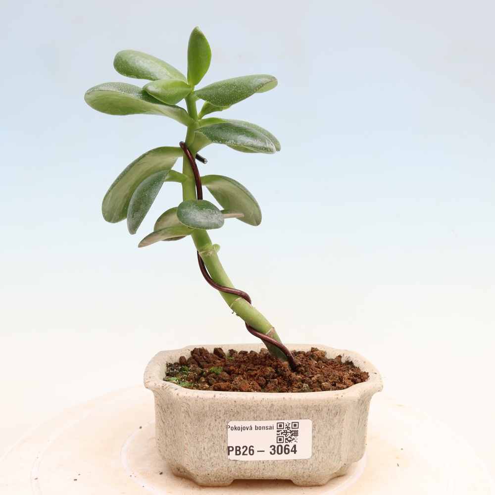 Kamerbonsai - Eivormige vetplant - Crassula ovata