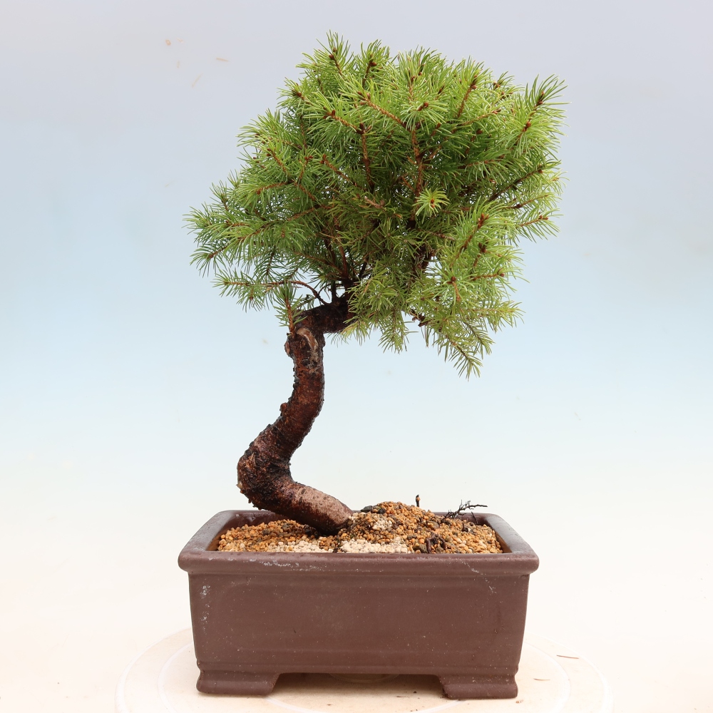 Buitenbonsai – Grijze spar – Picea glauca globe