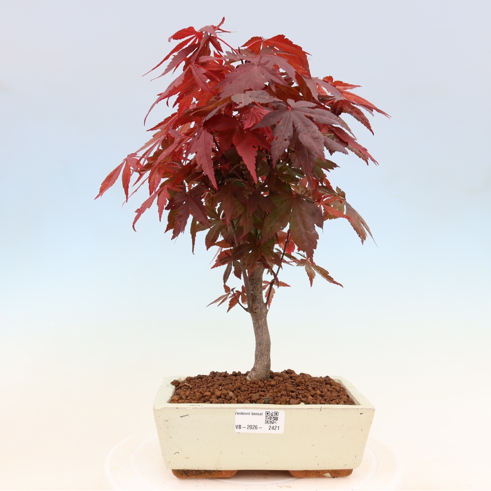 Bonsai voor buiten - Acer palm. Atropurpureum-Javorpalm
