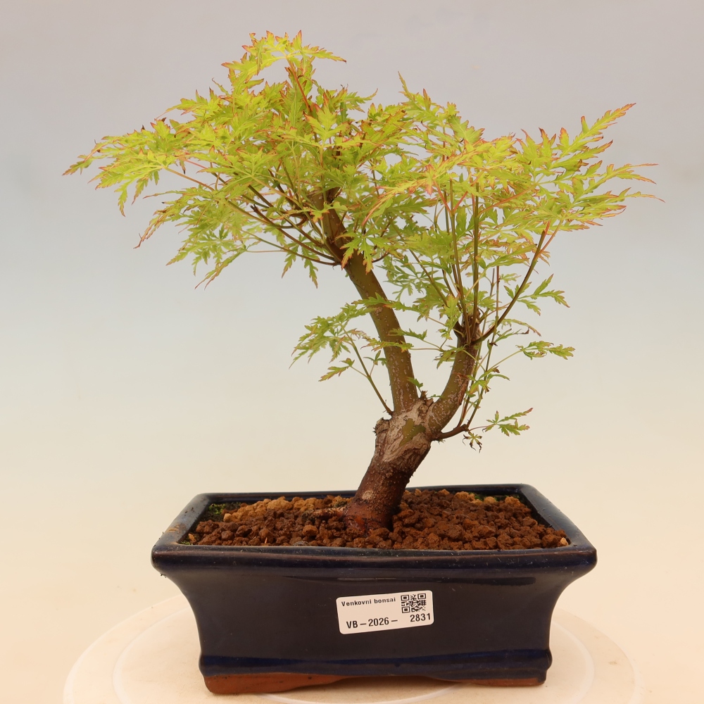 Bonsai voor buiten - Acer palmatum Dissectum