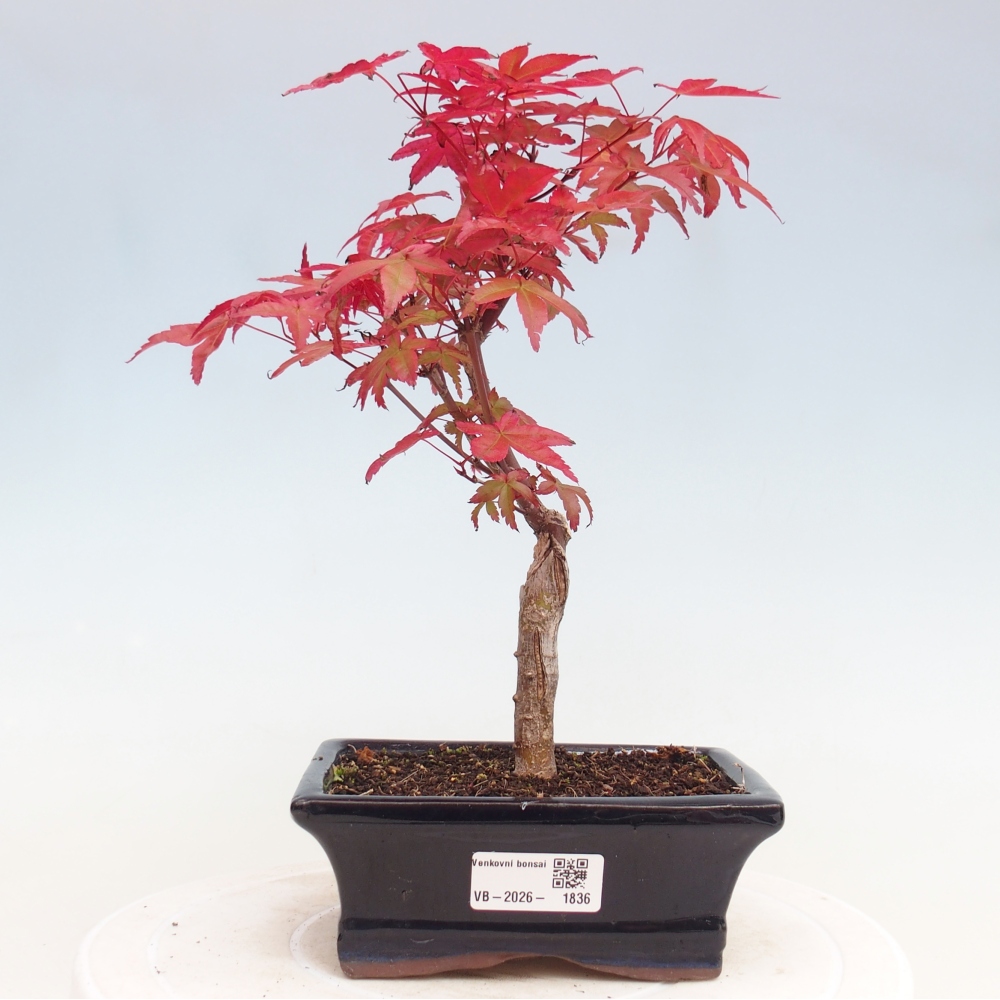 Bonsai voor buiten - Acer palmatum DESHOJO
