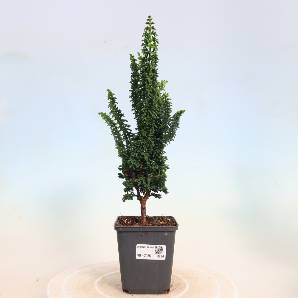 Bonsai voor buiten - Cham. obtusa SEKKA HINOKI - Cipres