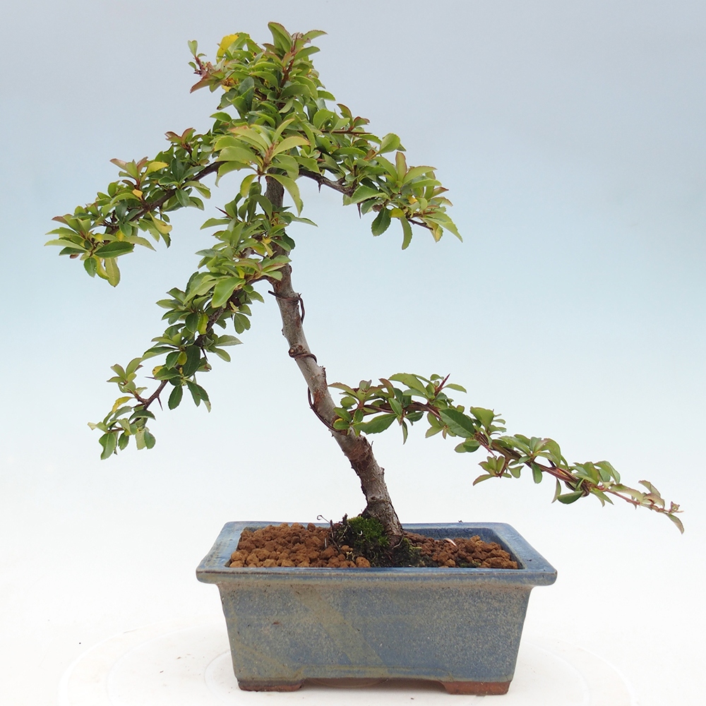 Bonsai-Pyracantha Teton voor buiten -Hlox
