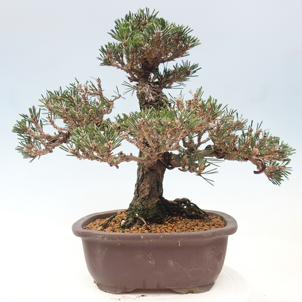 Bonsai voor buiten - Pinus thunbergii Kotobuki - Thunberg den